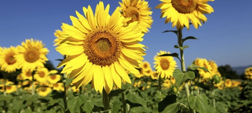 Ariston luôn luôn chú trọng đến môi trường